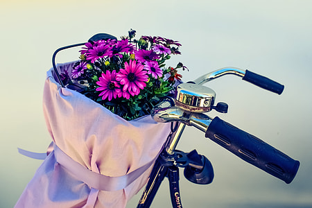 purple daisies on bicycle basket