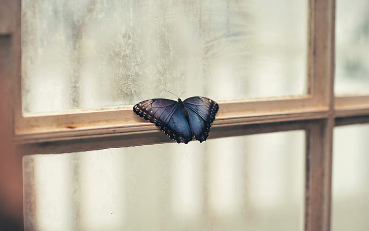 morpho butterfly perching on white wooden framed clear glass window