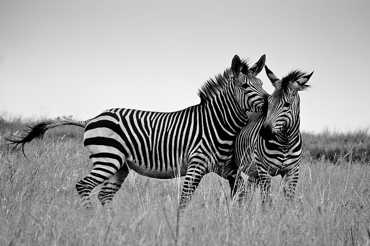 greyscale photography of two white-and-black zebras
