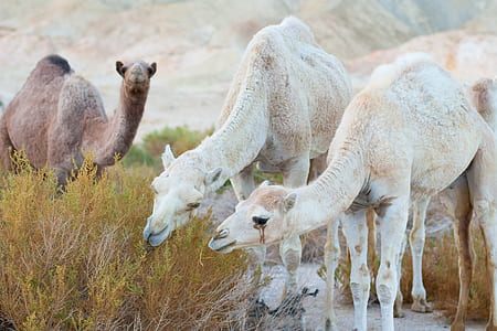 photo of camels near grass