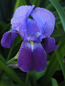 focus photography of purple iris flower