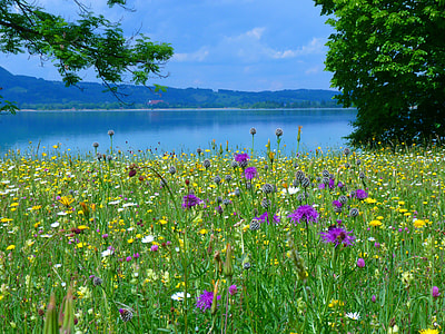 purple and yellow flowers near lake under blue sky