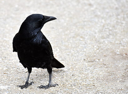 black crow on gray field