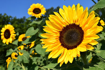 yellow Sunflowers in selective focus photography