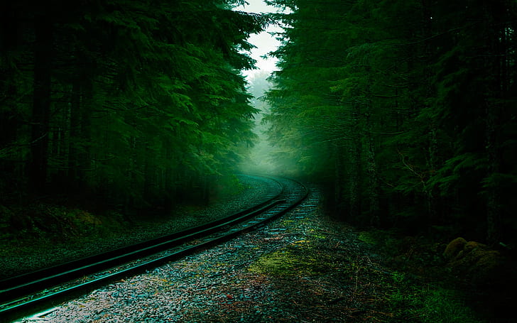 rail road between forest photography