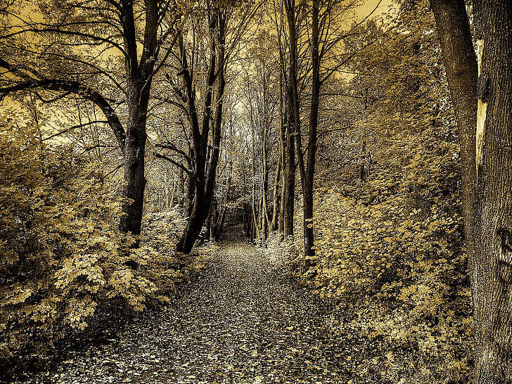 forest pathway