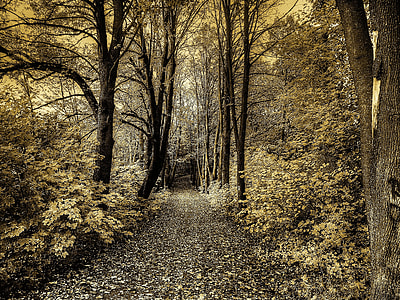 forest pathway