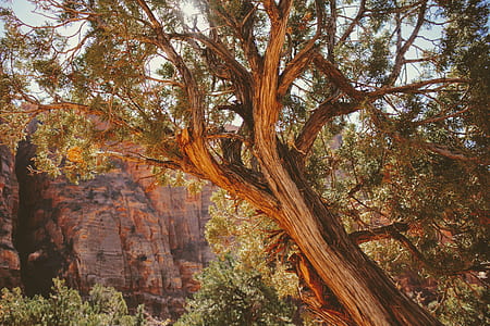 photo of a green tree near brown rock mountain