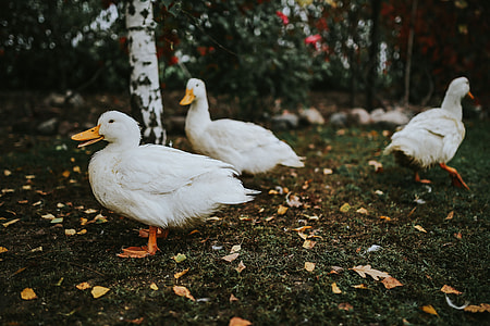 White ducks on the grass