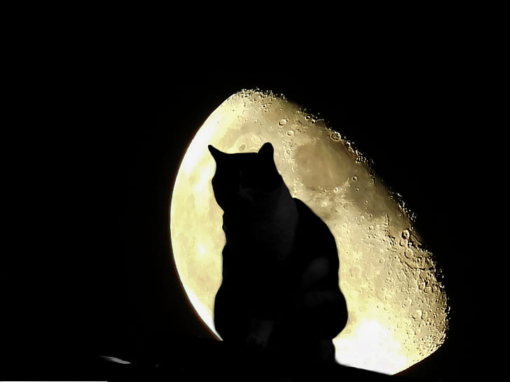 silhouette photo of cat