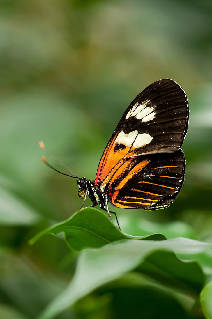 black and brown butterfly perched on green leaf in closeup photo