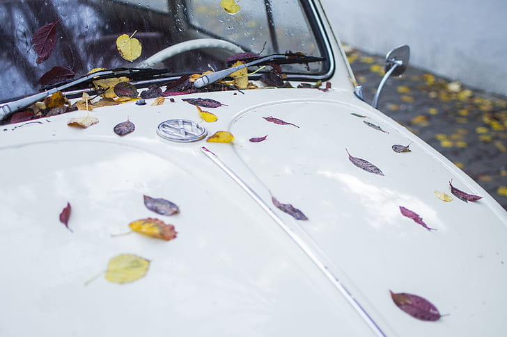 white Volkswagen Beetle with assorted-color leaves on hood