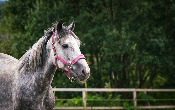 selective focus photography of white and gray horse