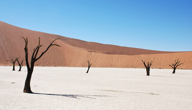 brown dry trees on desert during daytime