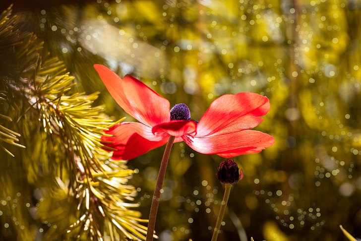 bokeh photography of red petaled flower