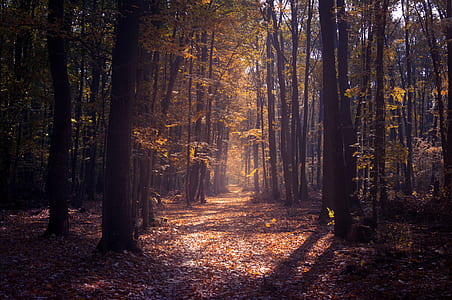 tree, woodland, path, track, leaves