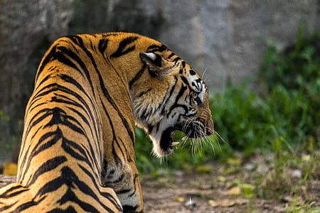 roaring Tiger photography