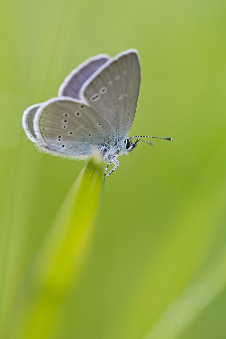 Gray White Moth Perched on Green Grass