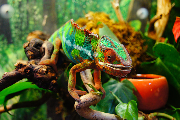 closeup photo of green and white iguana