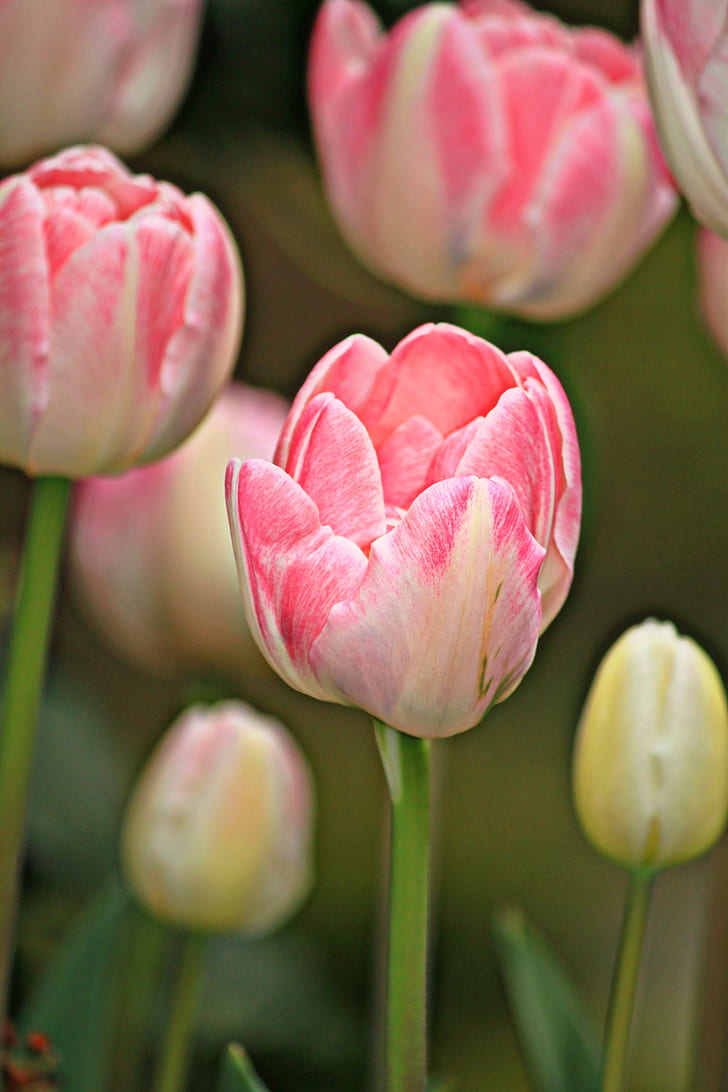 tulips, flowers, spring, plant, flora, nature