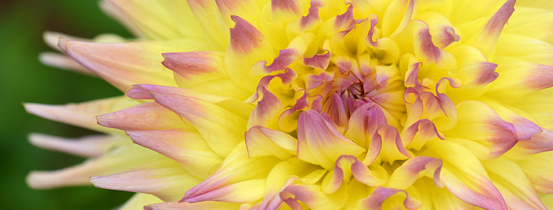 closeup photo of yellow and purple petaled flower