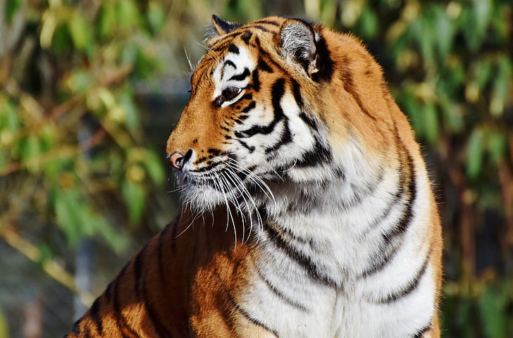close-up photo of brown and white tiger