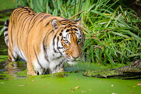 tiger on water beside green bush