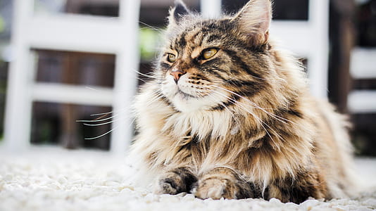 gray maine coon cat on pavement