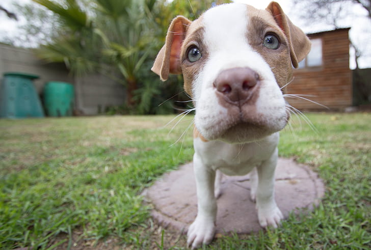 tan and white American pit bull terrier closeup photography