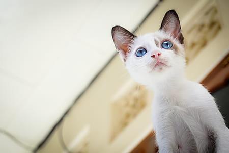 White Short Fur Kitten With Blue Eyes