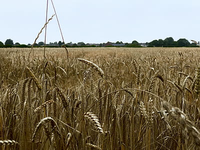 brown wheats photo