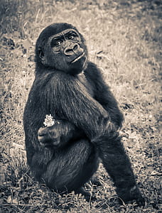 black sitting gorilla