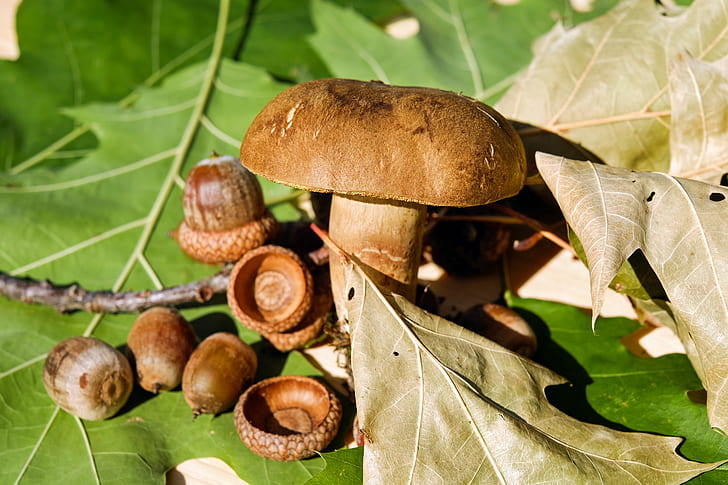 brown mushroom beside brown nuts on green leaves