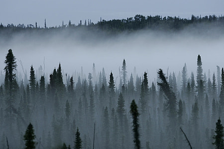 landscape photography of fog forest