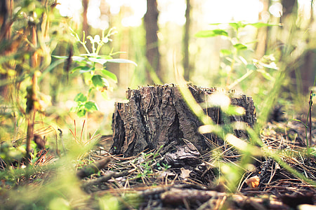Stump in Forest
