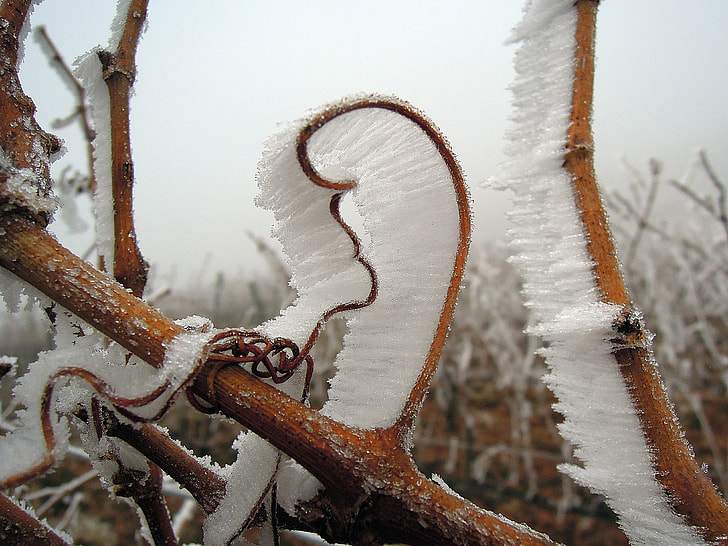 photo of frosted stem