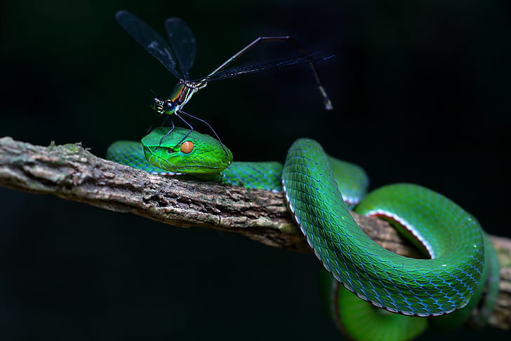 photography of black dragon fly on green snake