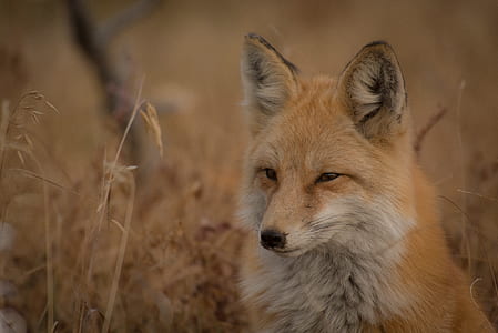 white and orange fox