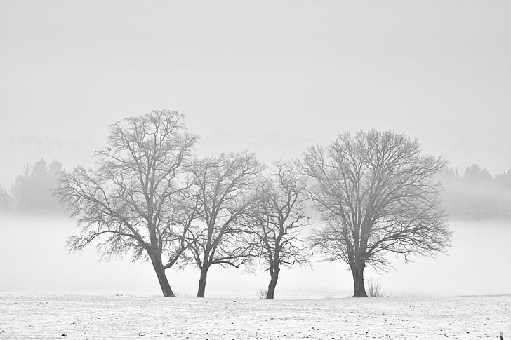 four bare trees on snow under gray cloudy sky
