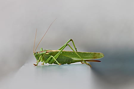 green grasshopper in selective focus photography