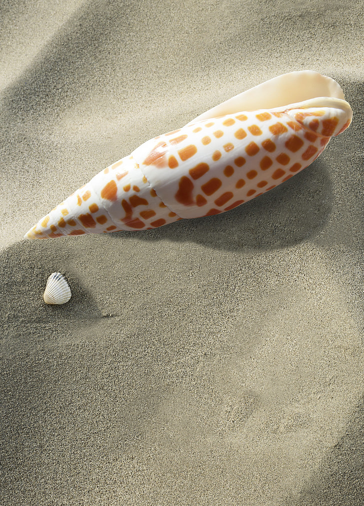 seashell on sand dunes