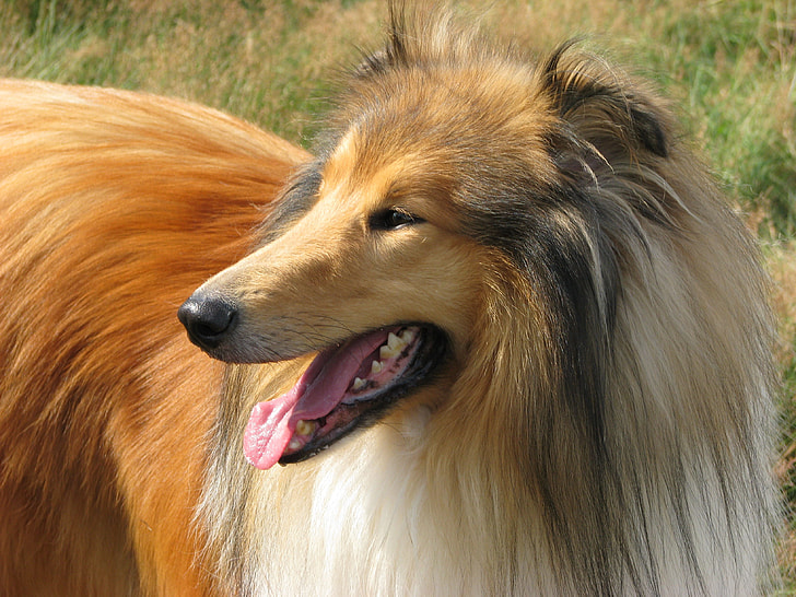 closeup photography of rough collie