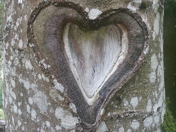 brown tree trunk with heart cutout close up photo