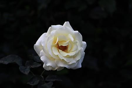 white petal flower photo