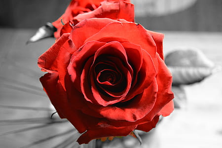 selective color of red rose