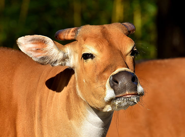 closed-up image of brown cow