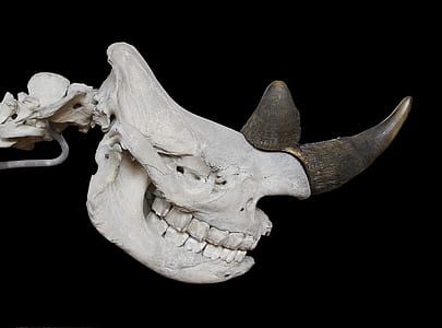 photo of rhinoceros skull