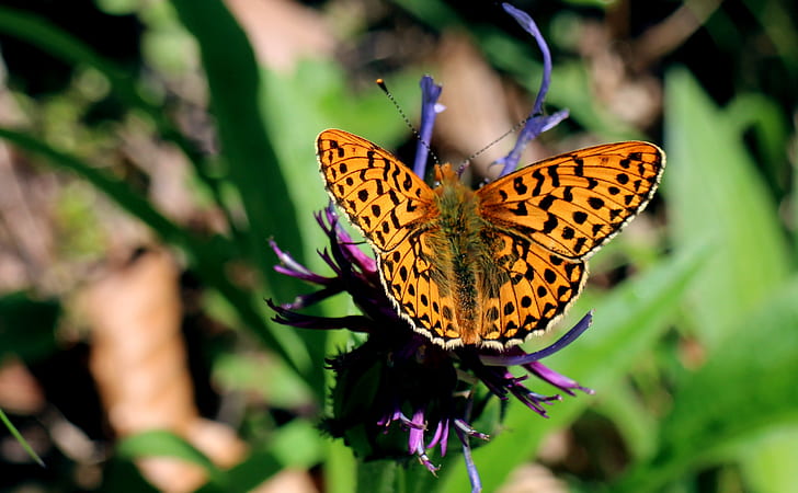 gulf fritillary butterfly perching on purple flower in close-up photography