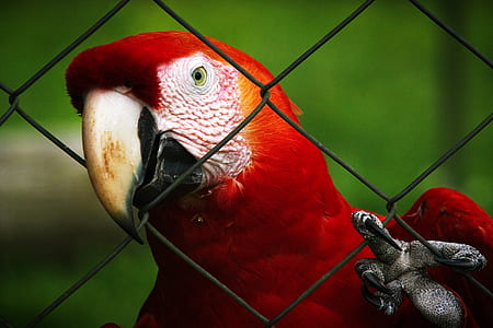 red and white parrot