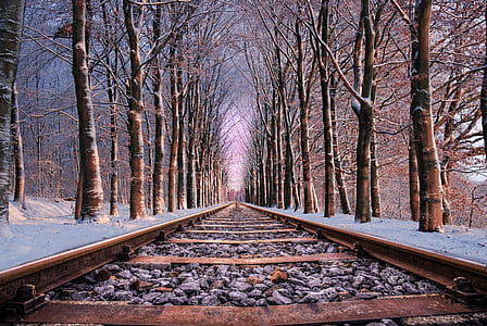 Railroad in Between the Trees
